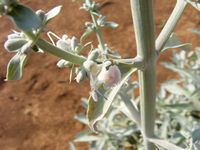 Salvia apiana